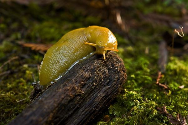 Mendocino Woodlands State Park (SP) (8/6/2012 - Credits: Brian Baer)