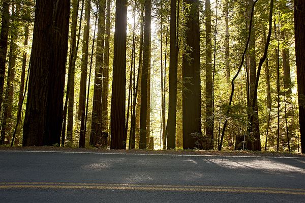 Navarro River Redwoods State Park (SP) (9/7/2011 - Credits: Brian Baer)