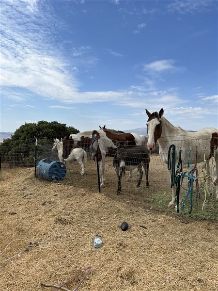 Animal Party Rescue and Sanctuary (3/17/2023)