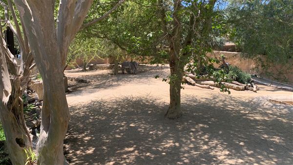 Los Angeles Zoo & Botanical Gardens - LA Zoo (6/25/2023 - Credits: Brandy Davis)