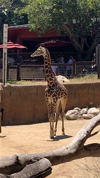 Los Angeles Zoo & Botanical Gardens - LA Zoo (6/25/2023 - Credits: Brandy Davis)