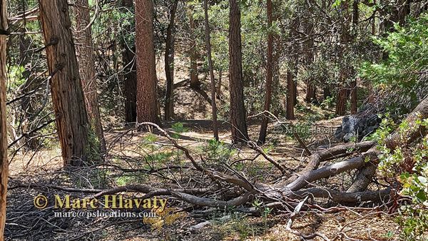 Idyllwild Nature Center - Forest (7/5/2023 - Credits: Marc Hlavaty)