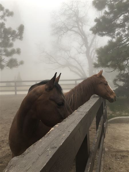 Spectacular Equestrian Ranch Style Estate (2/14/2024 - Credits: David Schneider)