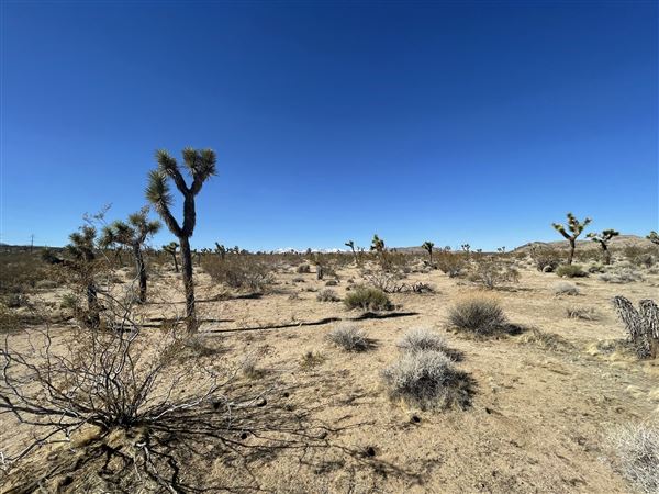Joshua Tree Barren Landscape (6/1/2024 - Credits: malek alqadi)