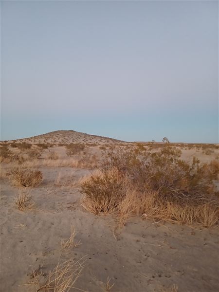 Desert Bliss (6/17/2023 - Credits: Ora Beth Nance)
