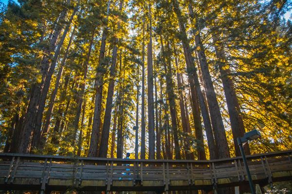 University of California, Santa Cruz - UCSC (3/21/2024 - Credits: UC Regents, UC Santa Cruz)