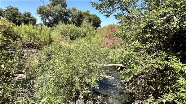 Sepulveda Basin Wildlife Preserve / Woodley Park (8/2/2024 - Credits: Brandy Davis)