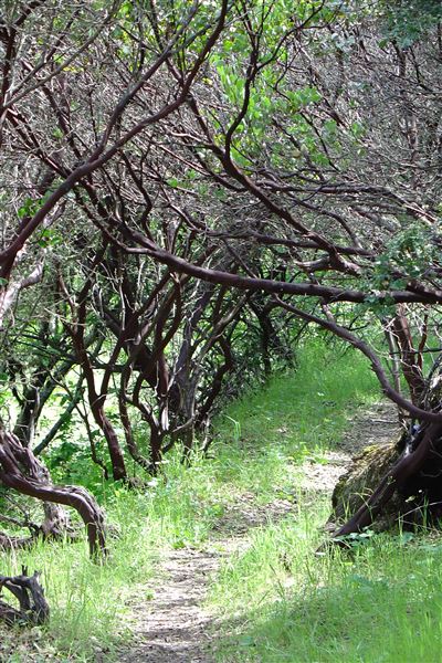 Vichy Springs Resort and Inn - Manzanita walking path 1 (5/8/2024 - Credits: Gilbert Ashoff)