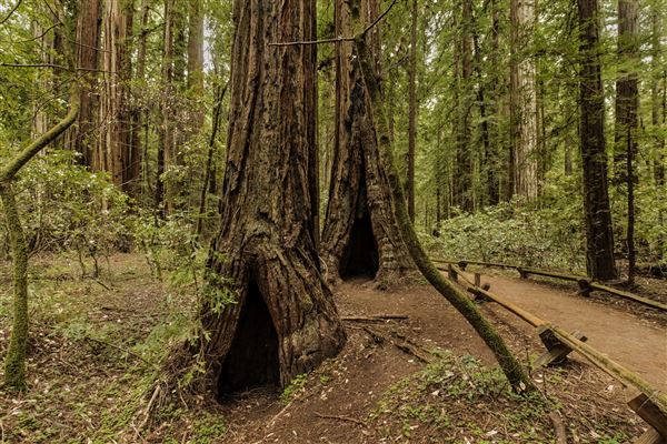 Armstrong Redwoods State Natural Reserve (SNR) (5/26/2015 - Credits: Brian Baer)