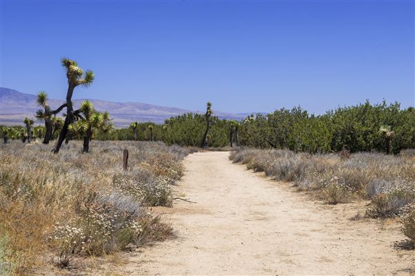 Arthur B. Ripley Desert Woodland State Park (SP) (6/8/2015 - Credits: Brian Baer)
