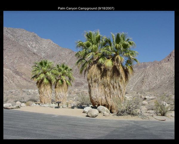 Borrego Palm Canyon Campground (9/18/2007 - Credits: San Diego Film Commision)