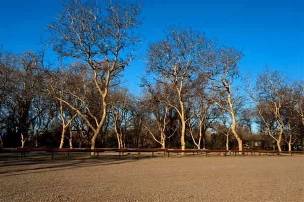 Bidwell-Sacramento River State Park (SP) (3/7/2012 - Credits: Brian Baer)