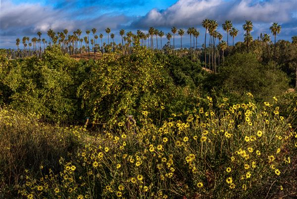California Citrus State Historic Park (SHP) (3/20/2022 - Credits: Brian Baer)