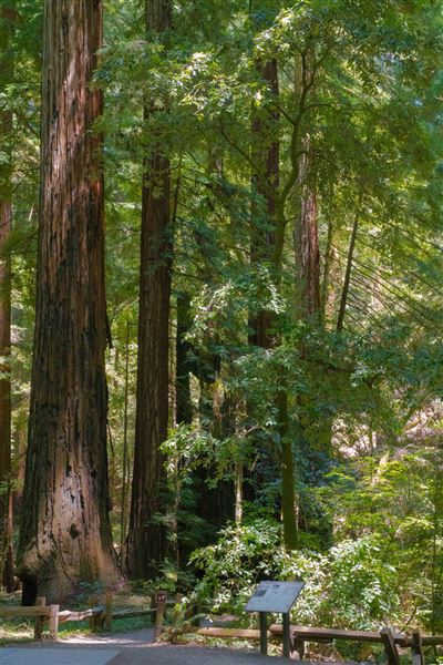 Armstrong Redwoods State Natural Reserve (SNR) (4/17/2025 - Credits: Mariah Harkey)