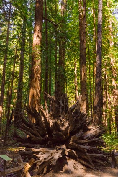 Armstrong Redwoods State Natural Reserve (SNR) (4/17/2025 - Credits: Mariah Harkey)
