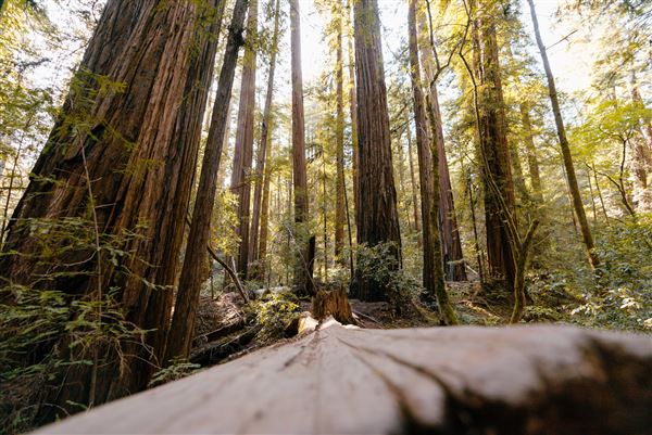 Armstrong Redwoods State Natural Reserve (SNR) (4/17/2025 - Credits: Mariah Harkey)