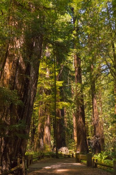 Armstrong Redwoods State Natural Reserve (SNR) (4/17/2025 - Credits: Mariah Harkey)