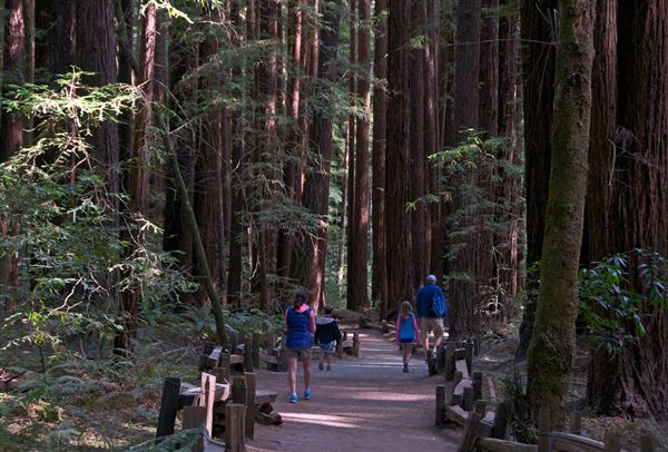 Armstrong Redwoods State Natural Reserve (SNR) (4/17/2025 - Credits: Photo Courtesy of Sonoma County)