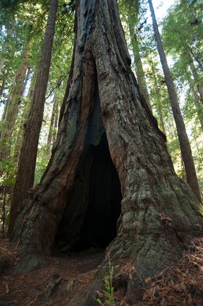 Armstrong Redwoods State Natural Reserve (SNR) (4/17/2025 - Credits: Photo Courtesy of Sonoma County)