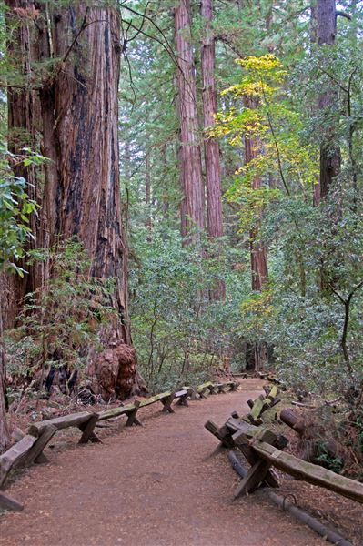 Armstrong Redwoods State Natural Reserve (SNR) (4/17/2025 - Credits: Al Mueller)