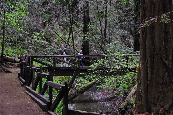 Armstrong Redwoods State Natural Reserve (SNR) (4/17/2025 - Credits: Al Mueller)
