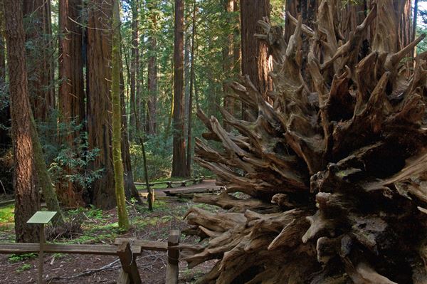 Armstrong Redwoods State Natural Reserve (SNR) (4/17/2025 - Credits: Al Mueller)