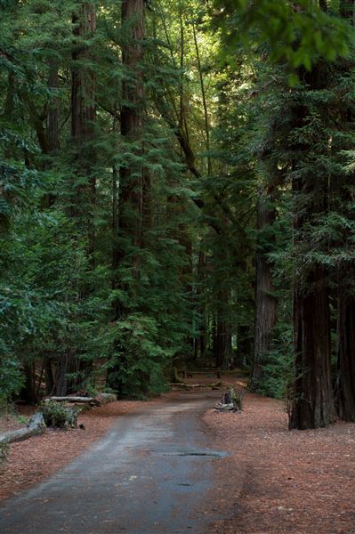 Guerneville (4/21/2025 - Credits: Photo Courtesy of Sonoma County)