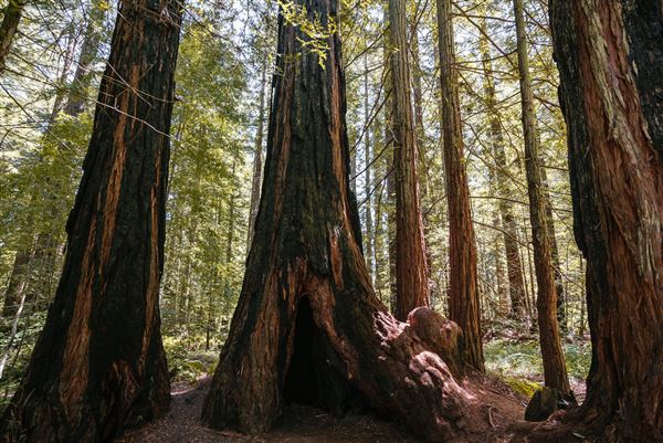 Occidental - Grove of the Old Trees (4/22/2025 - Credits: Mariah Harkey)
