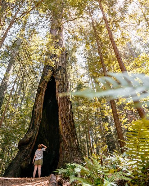 Occidental - Grove of the Old Trees (4/22/2025 - Credits: Mariah Harkey)