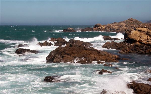 Salt Point State Park (SP) (4/23/2025 - Credits: Al Mueller)