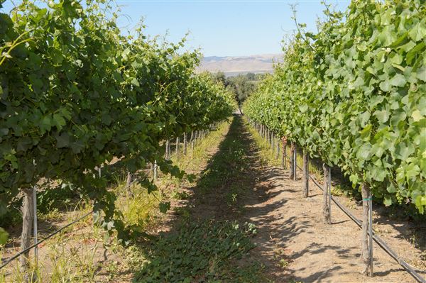 Salinas Valley - Vineyard (5/31/2022 - Credits: SeeMonterey.com)