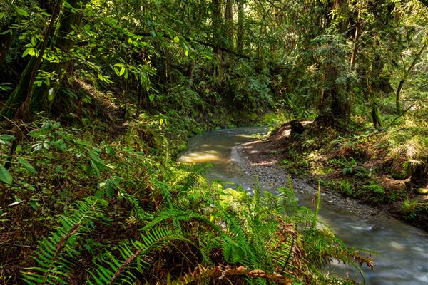 Forest of Nisene Marks State Park (SP), The (3/8/2024 - Credits: Brian Baer)