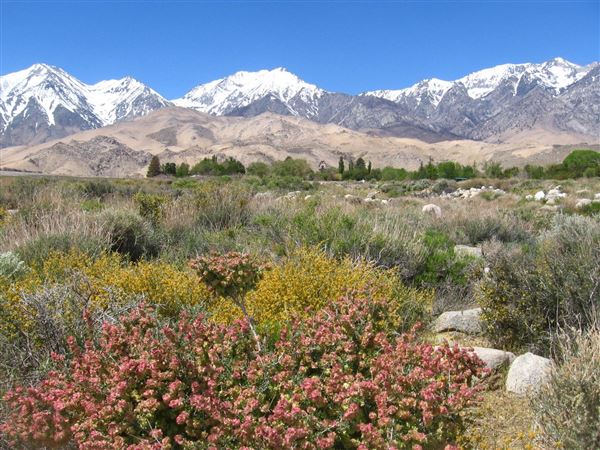 Lone Pine (7/25/2025 - Credits: Visit USA Parks)