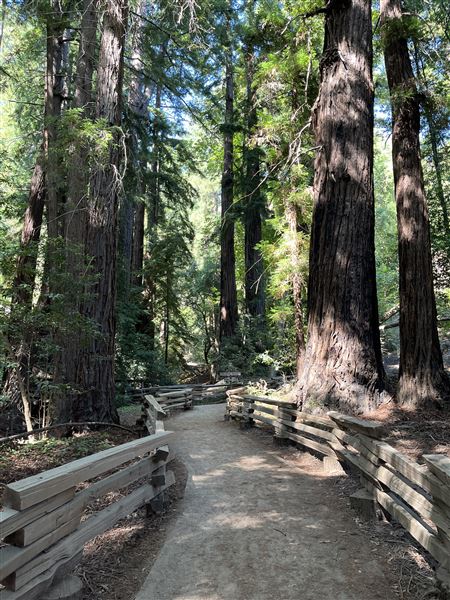Pfeiffer Big Sur State Park (SP) (8/17/2025 - Credits: Melody Hildreth)