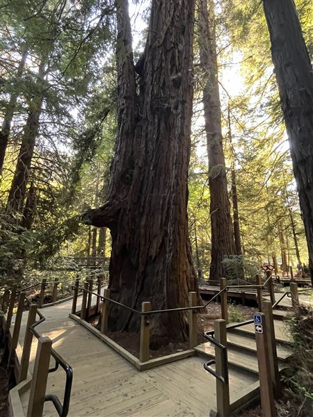 Pfeiffer Big Sur State Park (SP) (8/17/2025 - Credits: Melody Hildreth)