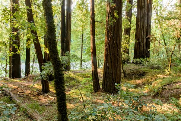 John B. Dewitt Redwoods State National Reserve (SNR) (8/21/2017 - Credits: Brian Baer)