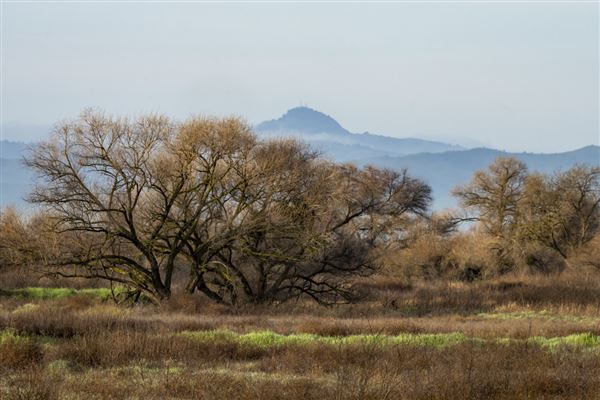 Great Valley Grasslands State Park (SP) (3/13/2024 - Credits: Brian Baer)