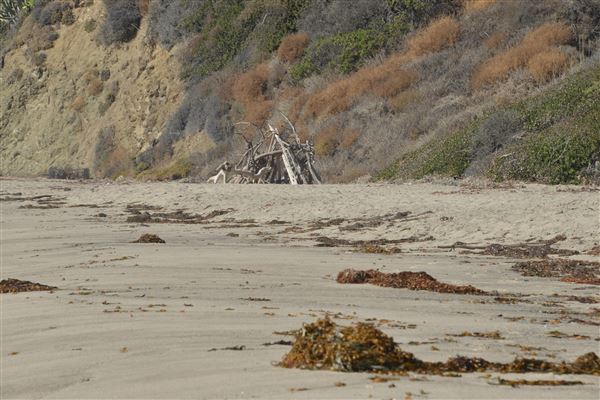 El Pescador State Beach @ Robert H. Meyer Memorial State Beach (SB) - CFC (11/14/2017 - Credits: Leo Fialho)