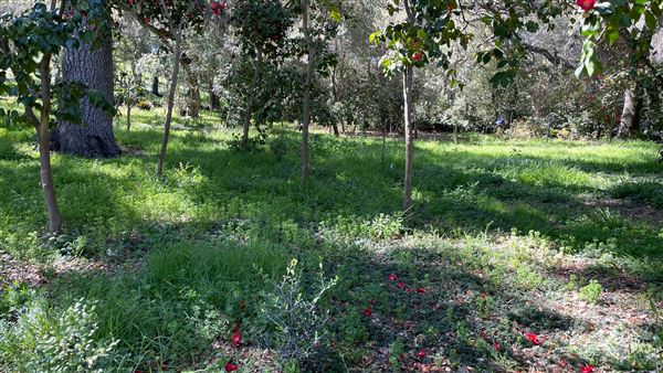 Descanso Gardens - Ancient Forest (3/7/2022 - Credits: Leo Fialho)