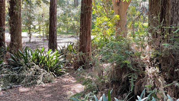 Descanso Gardens - Ancient Forest (3/7/2022 - Credits: Leo Fialho)