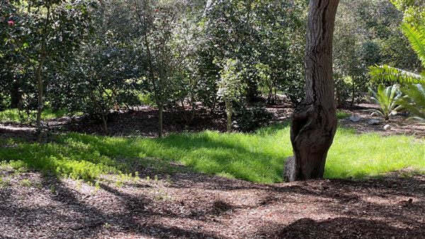 Descanso Gardens - Ancient Forest (3/7/2022 - Credits: Leo Fialho)