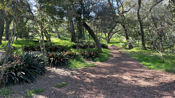 Descanso Gardens - Ancient Forest (3/7/2022 - Credits: Leo Fialho)