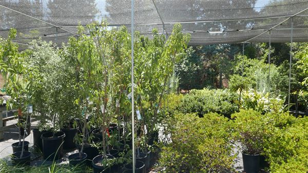 Descanso Gardens - Plant Propagation Greenhouse (7/26/2017 - Credits: Leo Fialho)