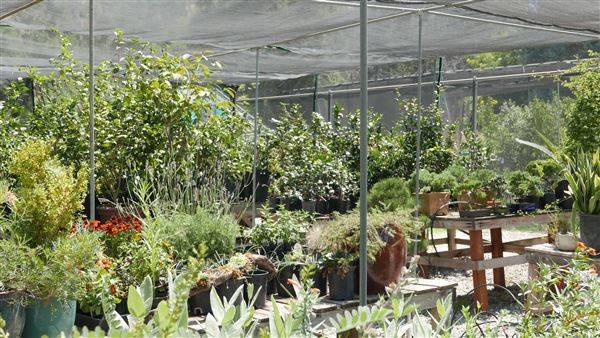 Descanso Gardens - Plant Propagation Greenhouse (7/26/2017 - Credits: Leo Fialho)