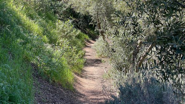 Descanso Gardens - Hopes Garden (3/7/2022 - Credits: Leo Fialho)