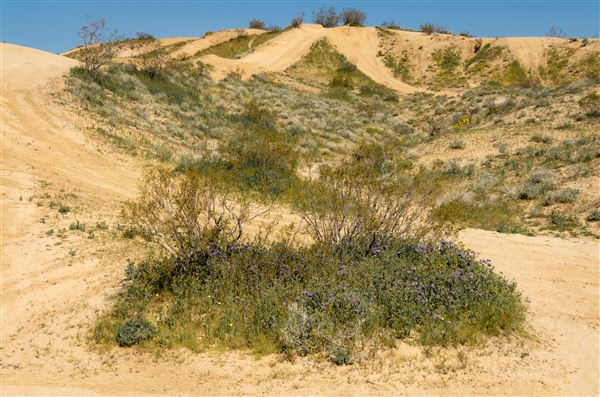 Dove Springs  B L M (12/8/2025 - Credits: Jesse Pluim - Bureau of Land Management)