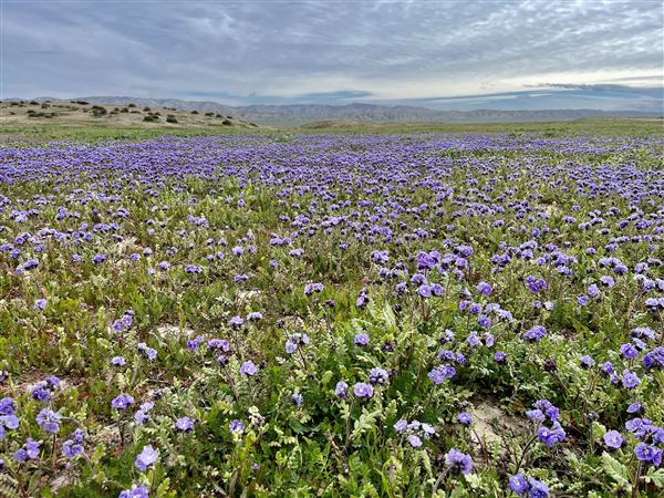 Carrizo Plain National Monument (12/11/2025 - Credits: Russ Namitz - Bureau of Land Management)