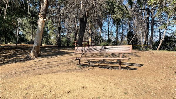 Griffith Park Redwoods - Cedar Grove - Cedar Grove Trail (3/16/2022 - Credits: Leo Fialho)