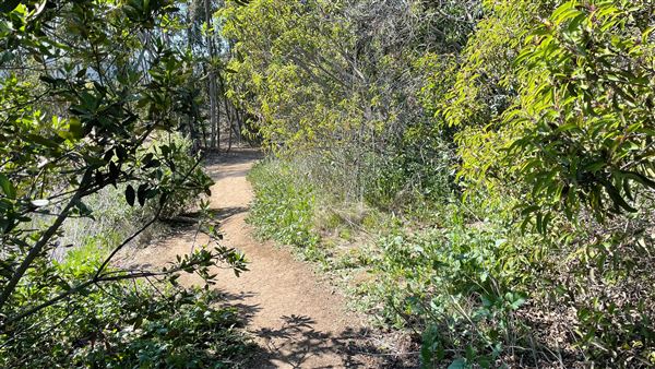 Griffith Park Redwoods - Cedar Grove - Cedar Grove Trail (3/16/2022 - Credits: Leo Fialho)