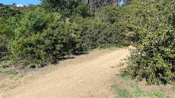 Griffith Park Redwoods - Cedar Grove - Cedar Grove Trail (3/16/2022 - Credits: Leo Fialho)